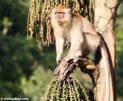 Monkey-malaysia.JPG, 46kB