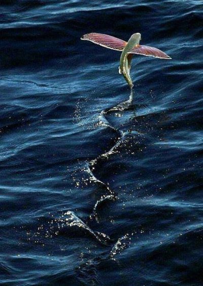 FlyingFishImage400.jpg, 62kB