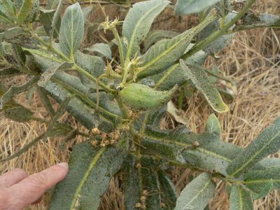 RosinWeed.jpg, 34 kB