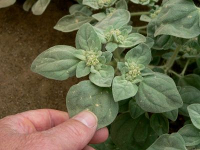 unknown2010Aug27.jpg, 23 kB