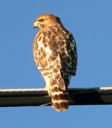 HAWK20051206.JPG, 28 kB