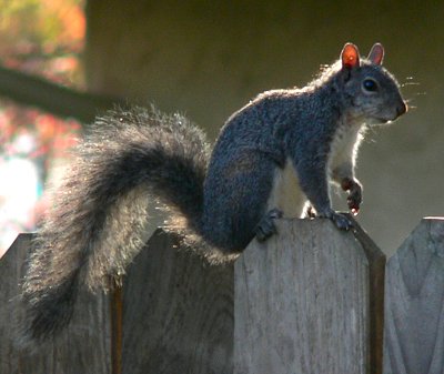 SQUIRLFENCEJPG