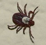 TICK20080507C.JPG, 5 kB
