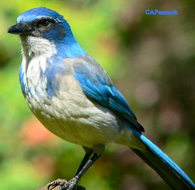 lifBIRDJAY.JPG, 21 kB