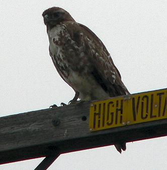 lifHAWKPOLE.JPG, 16 kB