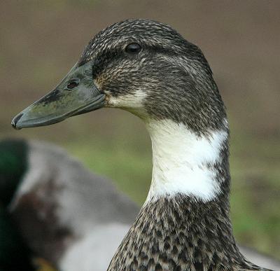 lifMALARD.JPG, 23 kB