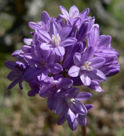 plnBLUEDICKBRODEA.JPG, 25 kB