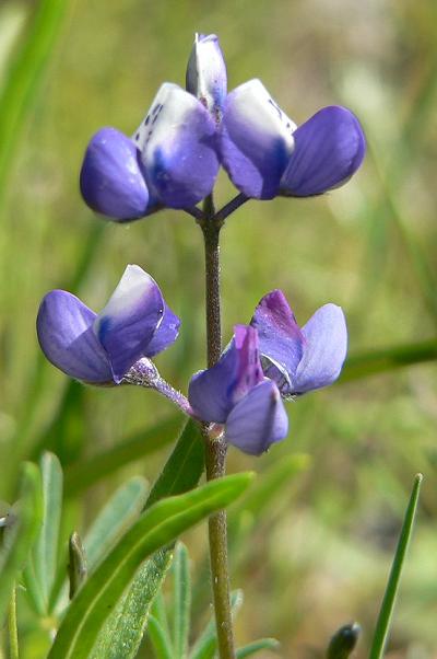 plnBLUELUPEN.JPG, 29 kB