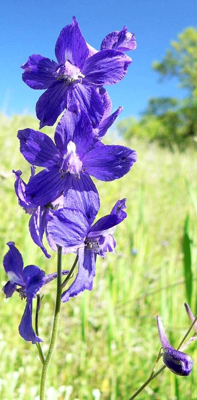 plnDELPHINIUM.JPG, 59 kB