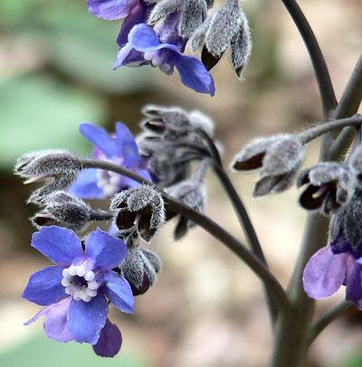 plnHOUNDSTONGEFL.JPG, 29 kB