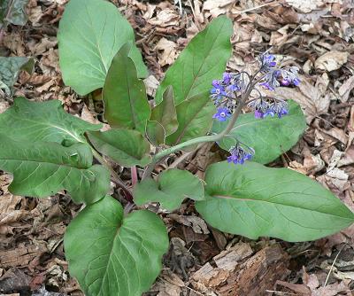 plnHOUNDSTONGUE.JPG, 38 kB