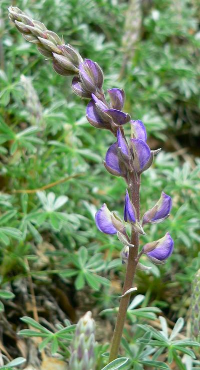 plnLUPENSILVER.JPG, 54 kB