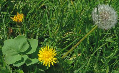 plnMILKWSMALL.JPG, 26 kB