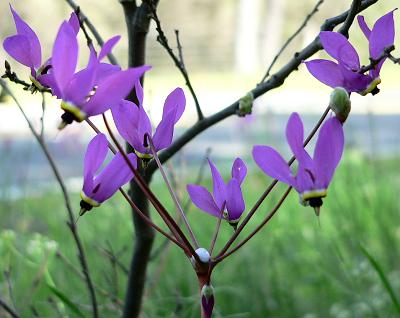 plnSHOOTINGSTAR.JPG, 24 kB