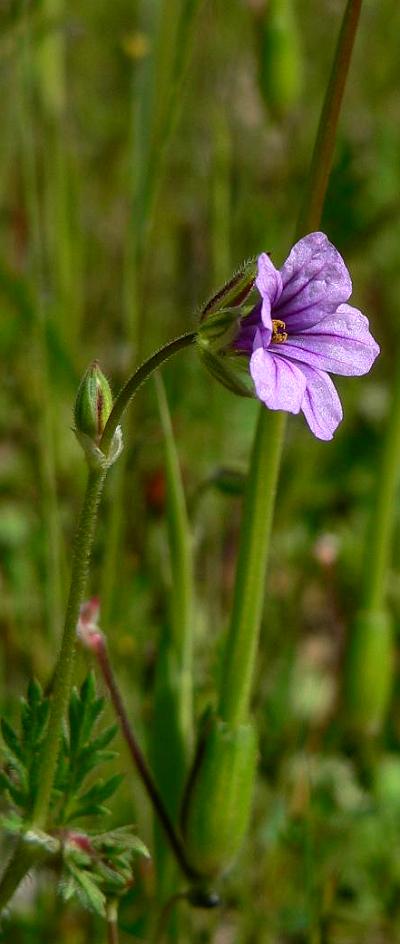 plnSTORKSBILLEGERANIUM.JPG, 39 kB