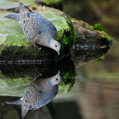 Reflections-Pigeon.jpg, 44kB