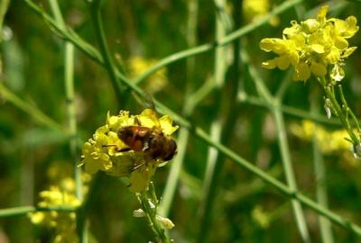 MUSTARDBEE.JPG, 18 kB