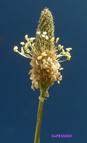 SIZZER20050627.JPG, 24 kB