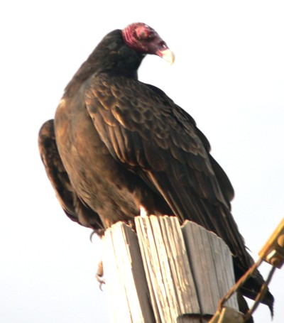 VULTURECOH20051213.JPG, 31 kB