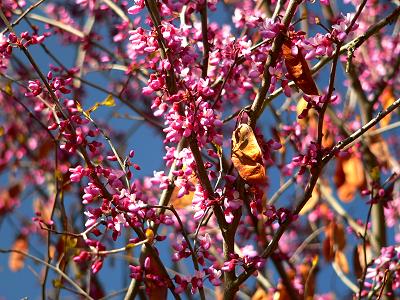 bushCOHREDBUSH.JPG, 41 kB