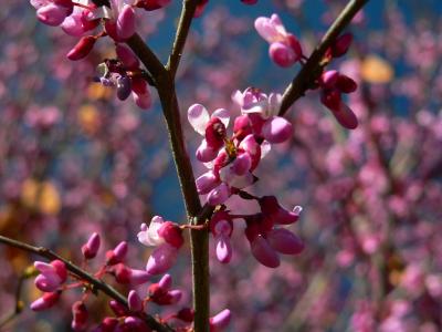 bushCOHREDC.JPG, 21 kB