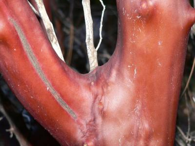 bushMANZBARK.JPG, 19 kB