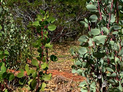 bushMANZBLUGRN.JPG, 53 kB