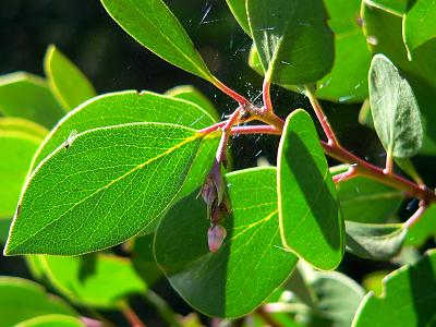 bushMANZLEAVES.JPG, 29 kB