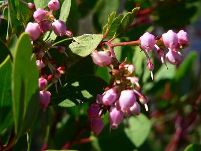 bushMANZPINKFLOW.JPG, 23 kB