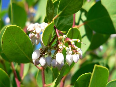 bushMANZWHITEFL.JPG, 21 kB