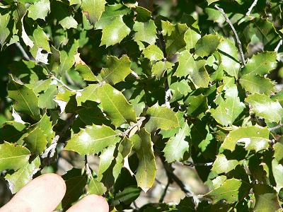 bushOAKEVERLEAVES.JPG, 40 kB