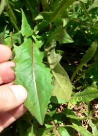 plnBLUFAVLEAV.JPG, 13 kB