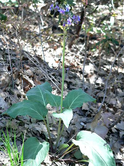 plnBLUFLOW.JPG, 64 kB