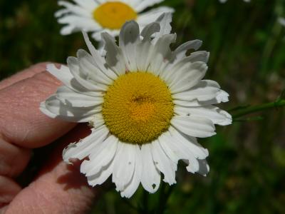 plnDAISEY.JPG, 16 kB