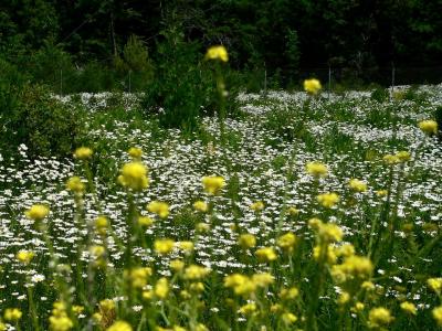 plnDAISEYS.JPG, 39 kB