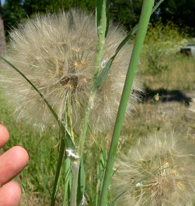 plnDANDYLBIG.JPG, 35 kB