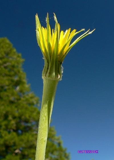 plnDANDYLBIGFL.JPG, 20 kB