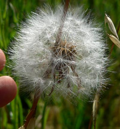 plnDANDYLMED.JPG, 36 kB