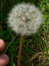 plnDANDYLSMALL.JPG, 10 kB