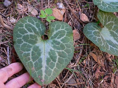 plnHEARTGND.JPG, 39 kB