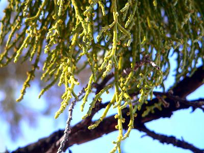 plnMISTLECED.JPG, 32 kB