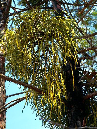 plnMISTLETOECID.JPG, 86 kB