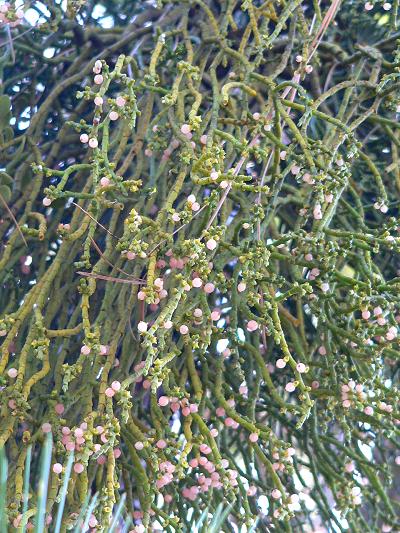 plnMISTOEBALLS.JPG, 72 kB