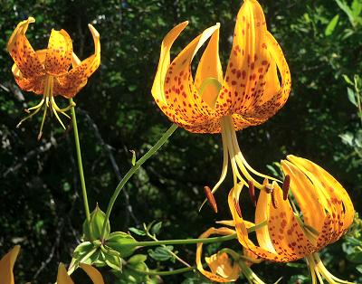 plnORGFAV.JPG, 35 kB