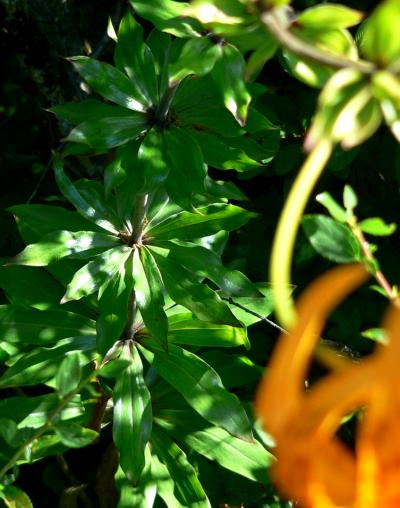 plnORGFAVLEAVES.JPG, 37 kB