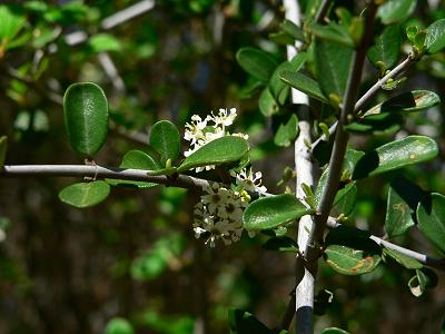 plnPUCKER.JPG, 24 kB