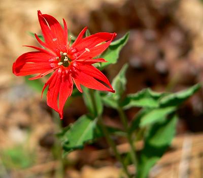 plnREDFLCOH.JPG, 19 kB