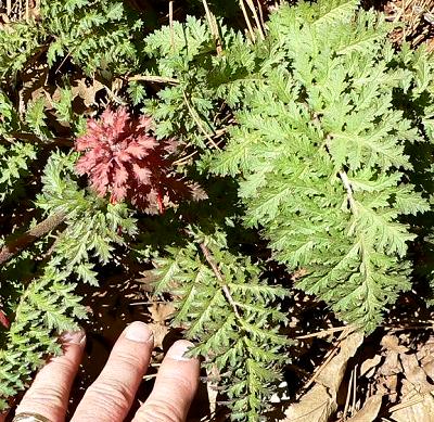 plnREDFLLEAV.JPG, 68 kB