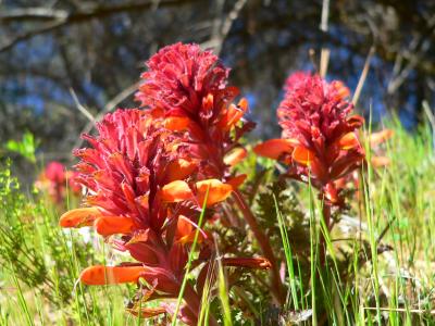 plnREDFUNTHREE.JPG, 31 kB