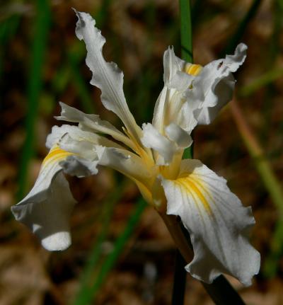 plnWHTYELFL.JPG, 21 kB